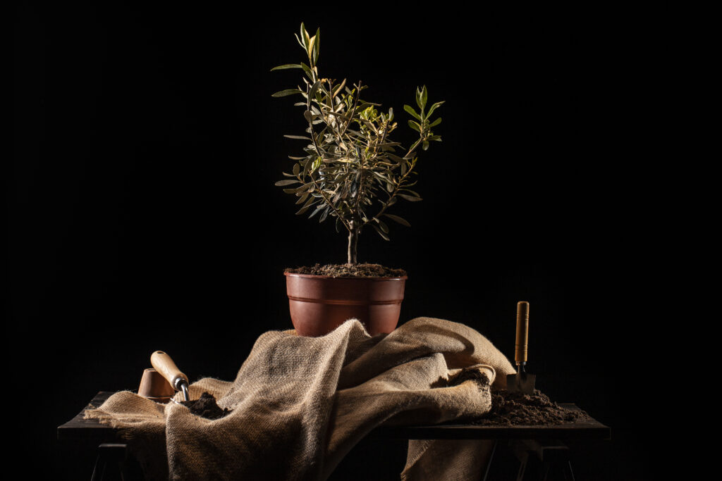 Cuida tu bonsai