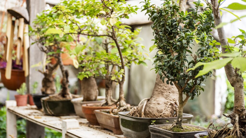 Cuida tu bonsai
