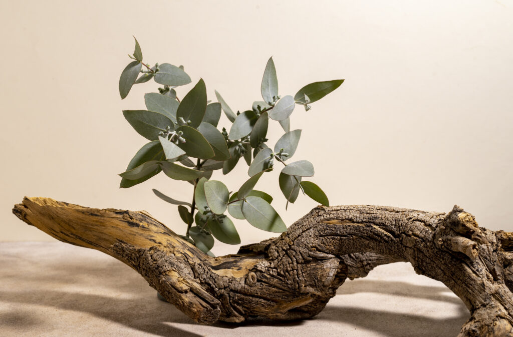 Cuida tu bonsai