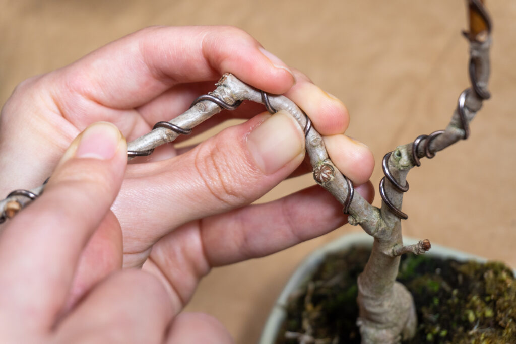 Cuida tu bonsai
